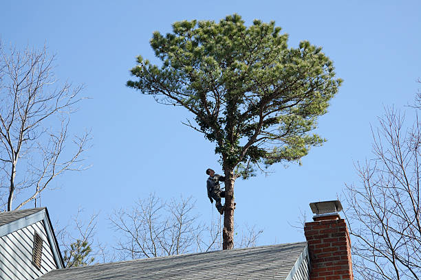 Reliable Chesterland, OH Tree Care Solutions