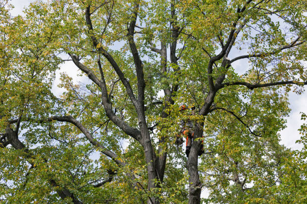 How Our Tree Care Process Works  in  Chesterland, OH